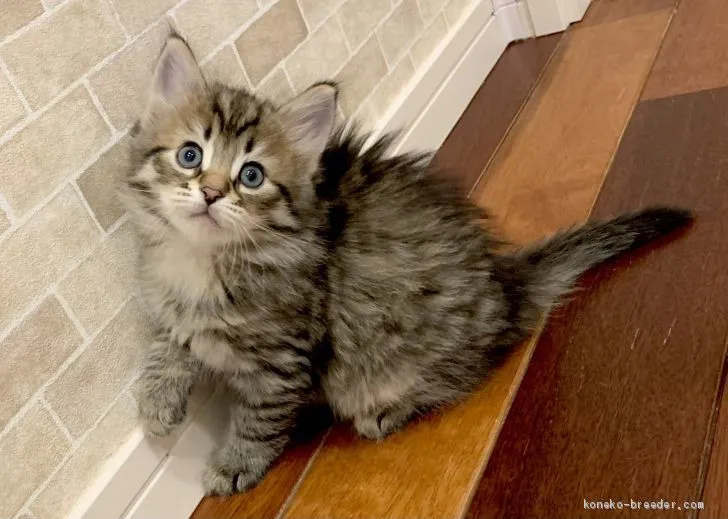 チョップマン 様のお迎えした子猫