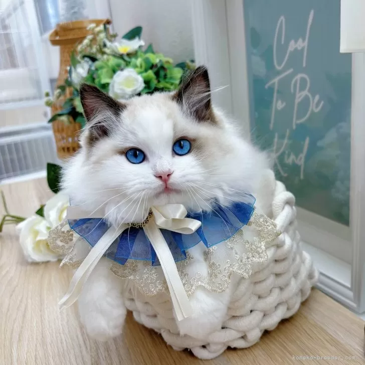ID:2410-02691の子猫