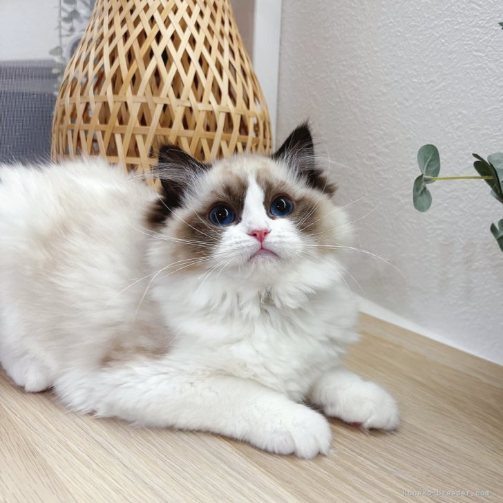 ブリーダー画像