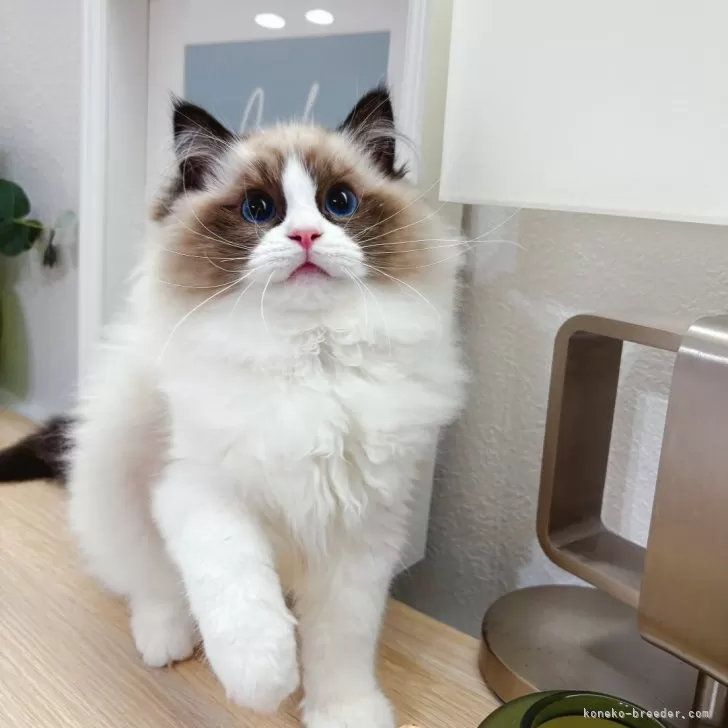 ID:2503-00414の子猫