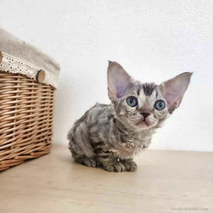 ID:2502-01400の子猫