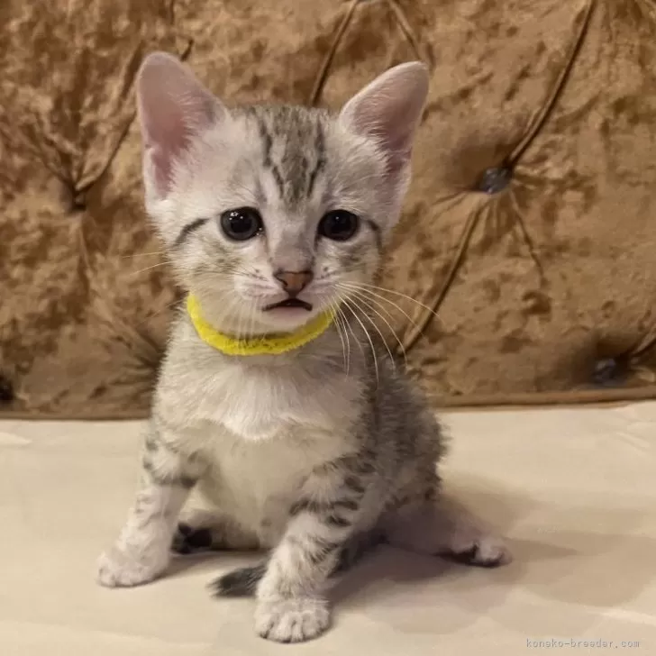 ID:2404-02214の子猫