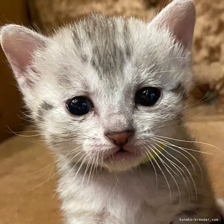 ID:2503-02160の子猫