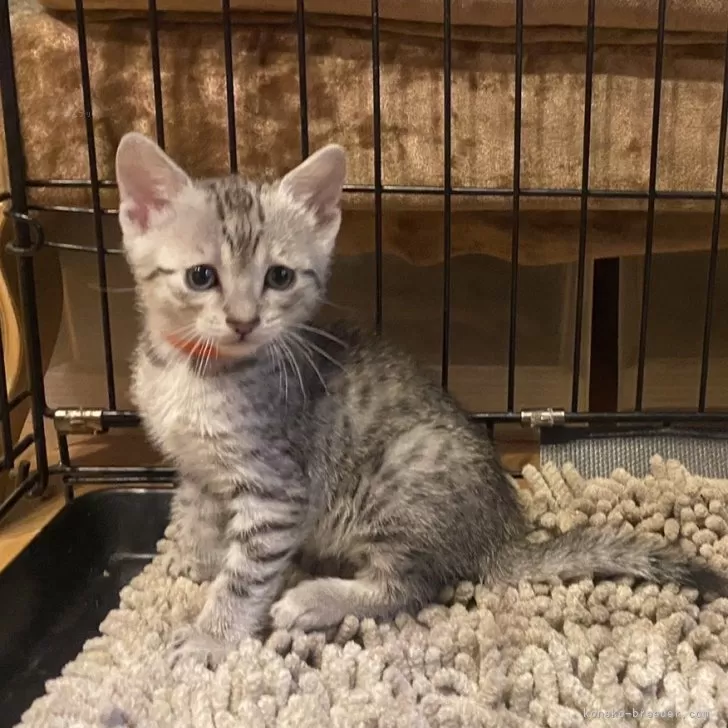 ID:2503-02152の子猫
