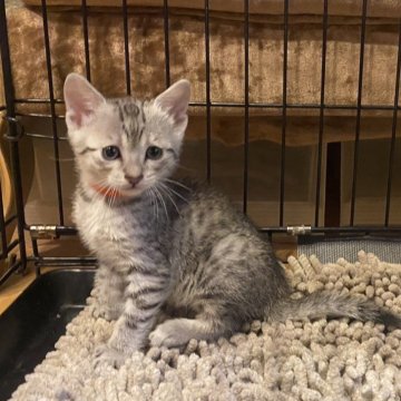 エジプシャンマウ【岐阜県・男の子・2025年1月22日・シルバー】の写真「可愛い猫です！」