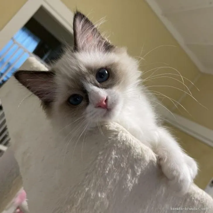 ID:2207-02879の子猫