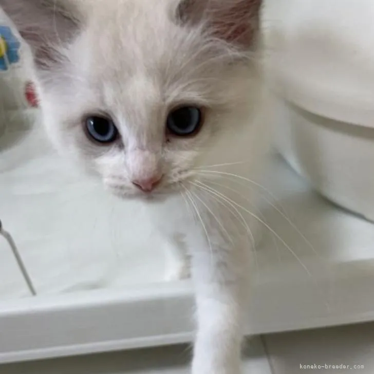 ID:2209-00036の子猫