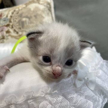 ラグドール【愛媛県・男の子・2024年8月23日・シールリンクスポイントバイカラー】の写真「綺麗なバイカラーの😍めちゃくちゃイケメンくん」