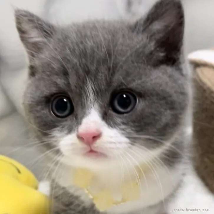 ID:2308-00326の子猫