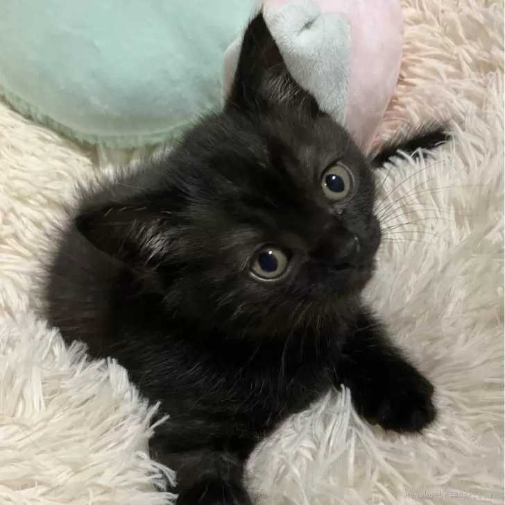 ID:2405-02350の子猫