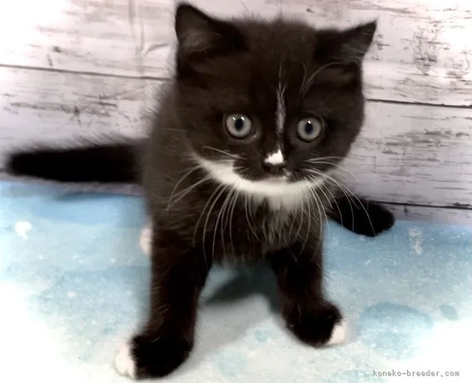 ID:2106-00139の子猫