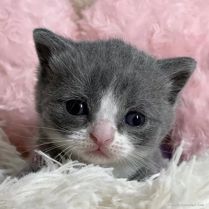 ID:2406-01405の子猫