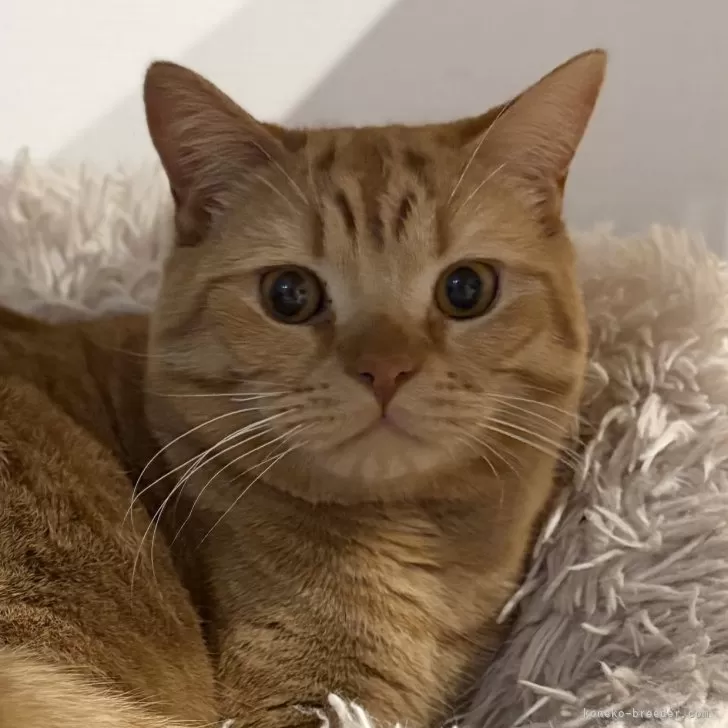 ID：2405-02495の子猫