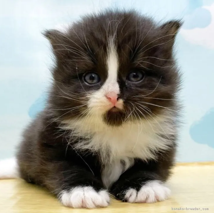ID:2310-00282の子猫