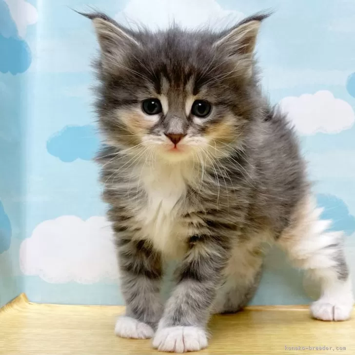 ID:2402-00856の子猫
