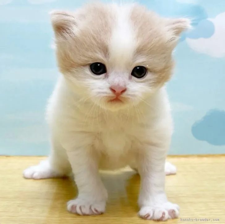 ID:2309-02533の子猫