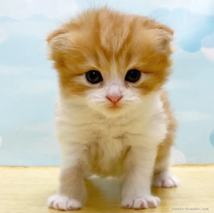 ID:2309-02536の子猫