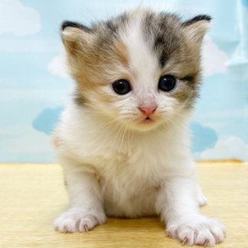 サイベリアン【東京都・女の子・2023年9月3日・キャリコ】の写真「⭐️もちふわ可愛い4きょうだい⭐️」