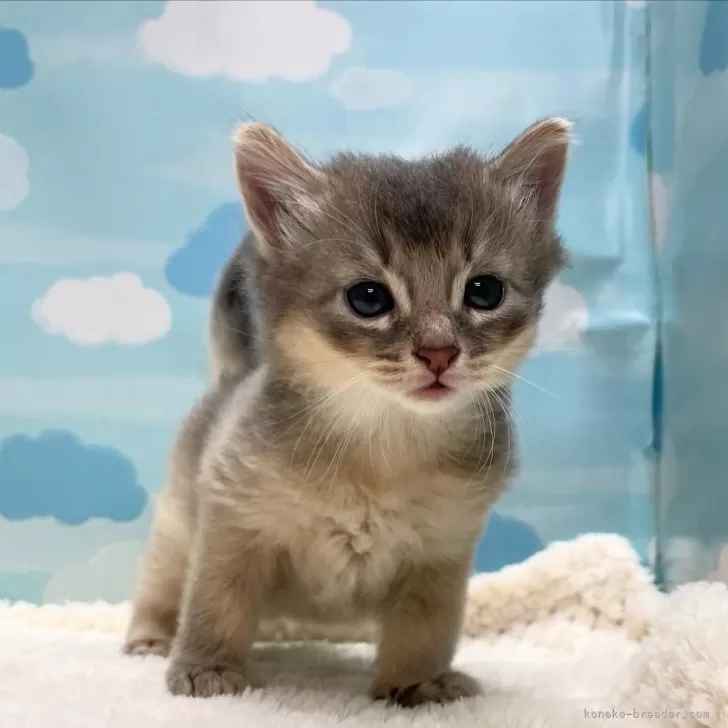 ID：2501-00546の子猫