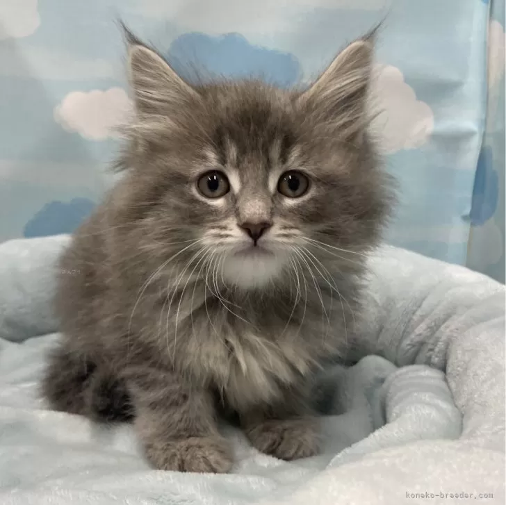 ID:2504-00574の子猫