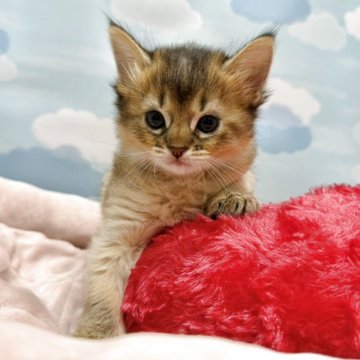 ソマリ【東京都・男の子・2025年9月13日・ルディ】の写真「あどけない表情が愛らしいオス」