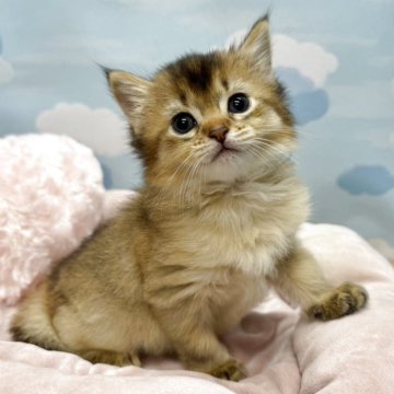 ソマリ【東京都・女の子・2025年9月13日・ルディ】の写真「優しい顔立ちの女の子❤️」