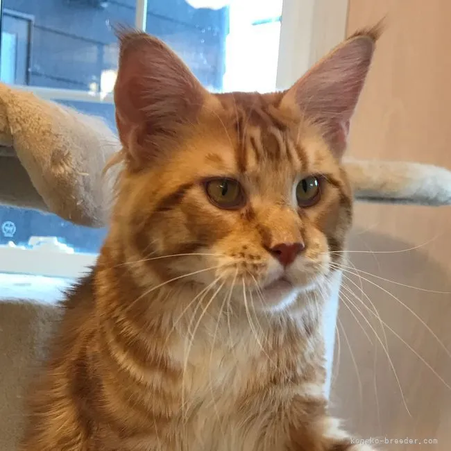 ID:2106-00581の子猫