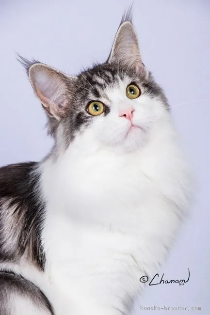 ID:1904-00125の子猫