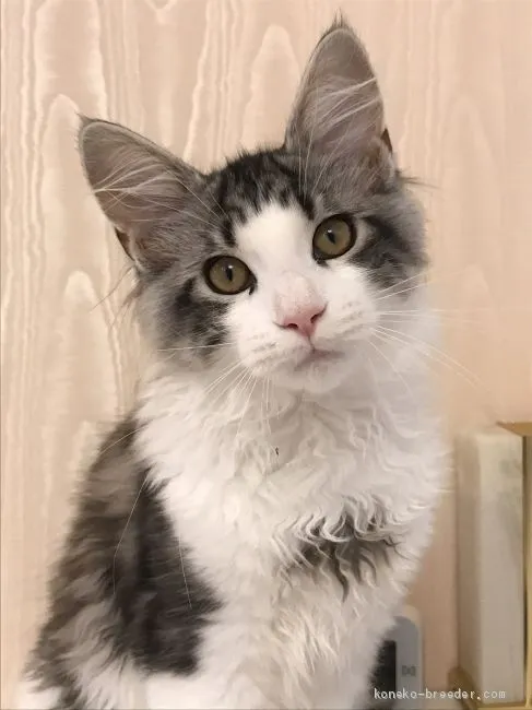 ID:2005-02132の子猫
