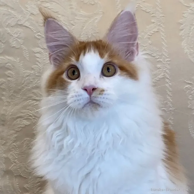ID:2108-00835の子猫