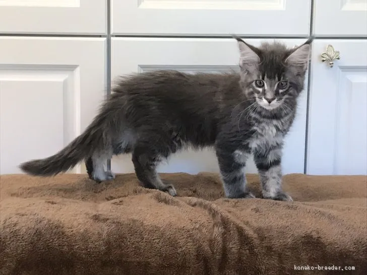 ID:1906-02128の子猫