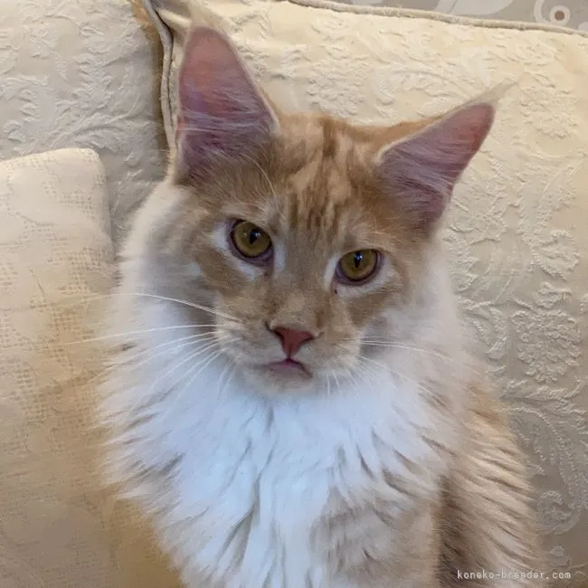 ID:2110-02556の子猫
