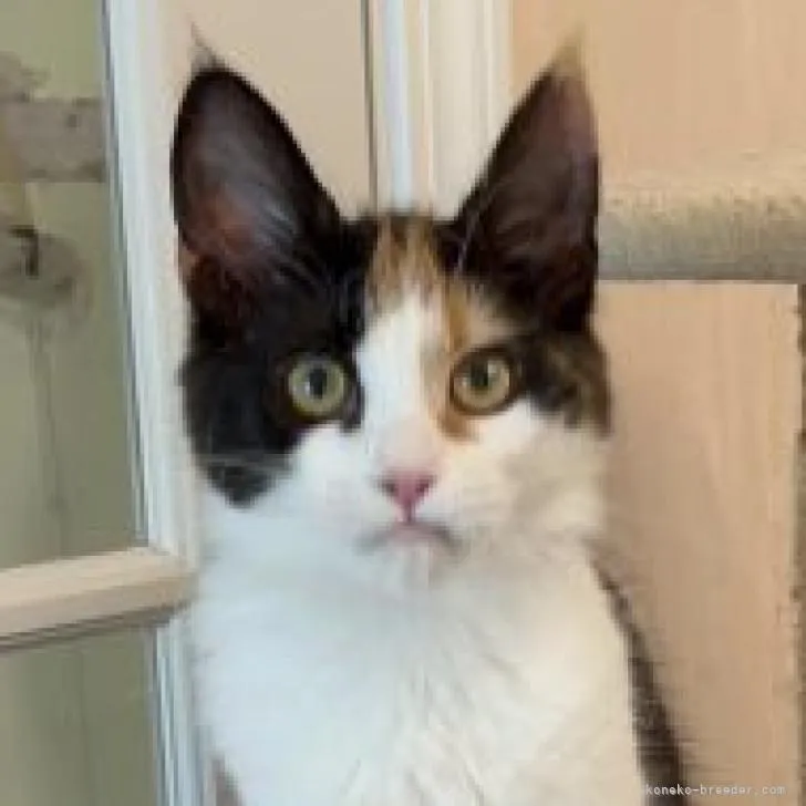 ID:2211-02718の子猫