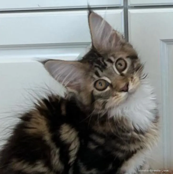 ID:2210-01508の子猫