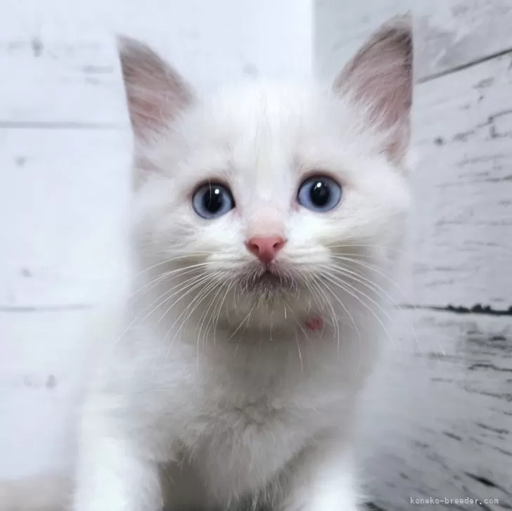 ID:2410-00841の子猫