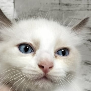 広島県の子猫を探す｜ブリーダー直販の子猫販売【みんなの子猫ブリーダー】