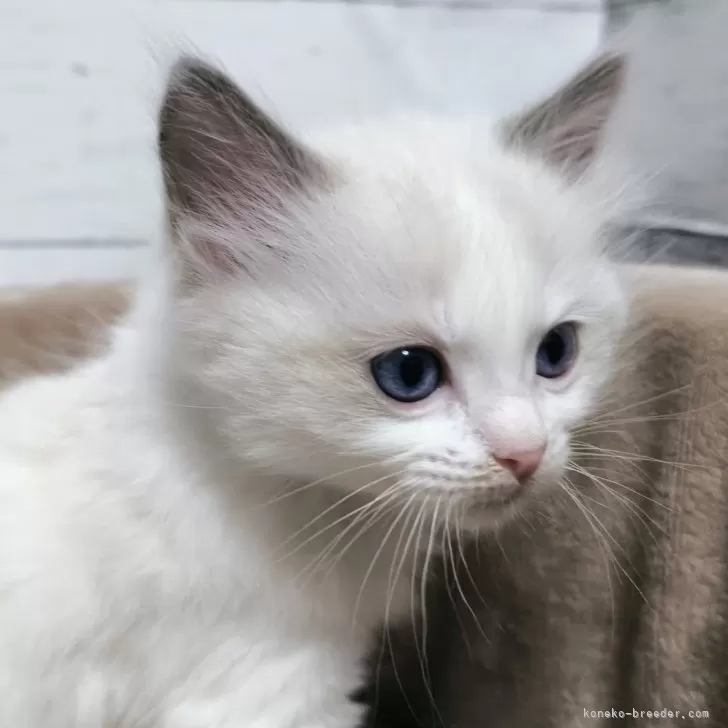 ID:2502-02424の子猫