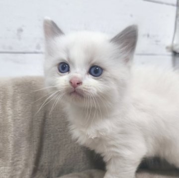 ラグドール【広島県・男の子・2024年12月27日・ブルーポイントバイカラー】の写真「おとなしい性格の子猫さん💕」