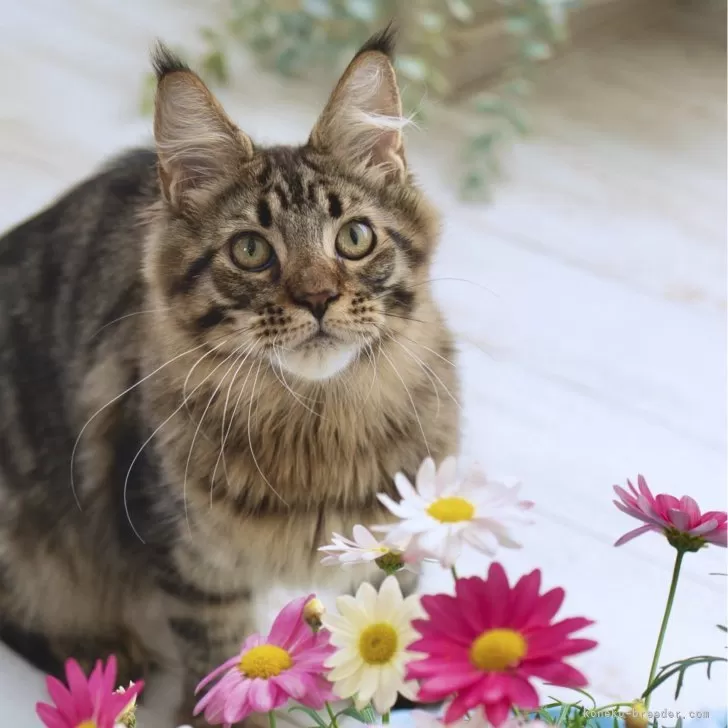 ID:2408-01125の子猫