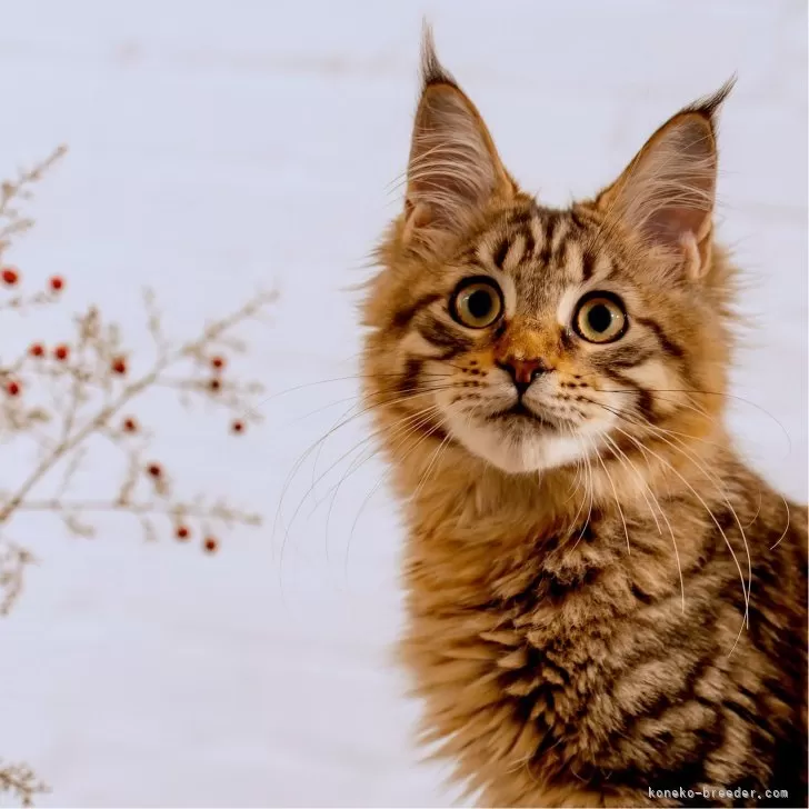 ID:2406-03167の子猫