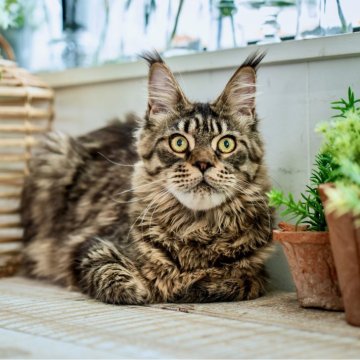 メインクーン【東京都・男の子・2024年2月18日・ブラウン マッカレルタビー（シルキーコート(スタンダード)）】の写真「TICA優良血統の両親から産まれたワイルド君 ♪」