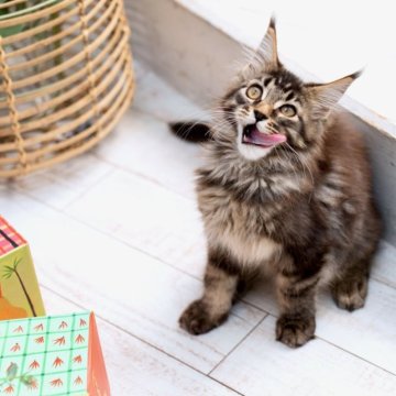 メインクーン【東京都・男の子・2023年6月18日・ブラウン タビー】の写真「わが家で最も大きなパパ＆ママから子猫たちが誕生！」