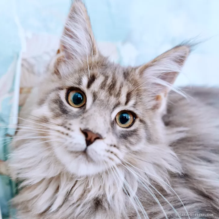 ID:2501-01104の子猫