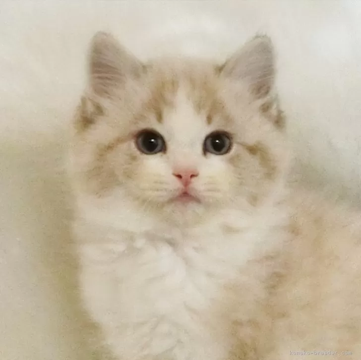 ID:2502-01747の子猫