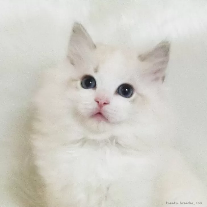 ID:2501-01961の子猫