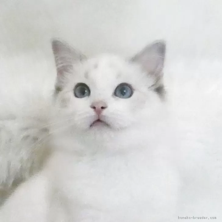 ID:2503-01772の子猫