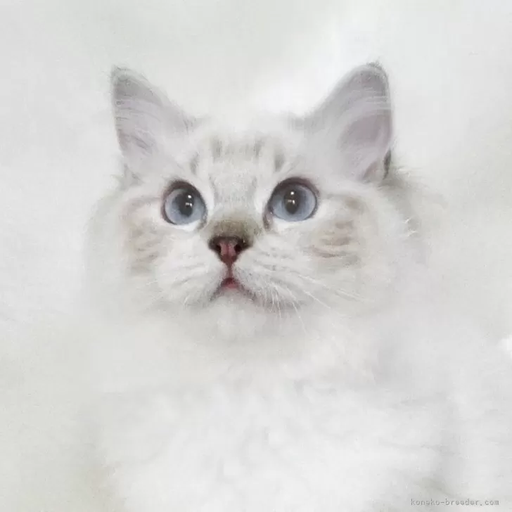 ID:2503-01773の子猫