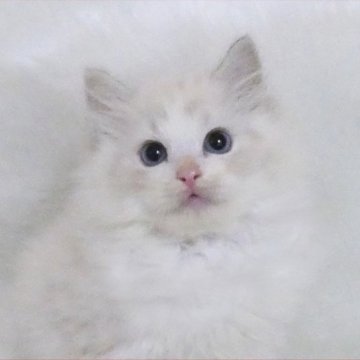 ラグドール【茨城県・男の子・2025年1月23日・シールリンクスポイントバイカラー】の写真「お目々くりくり甘えん坊」