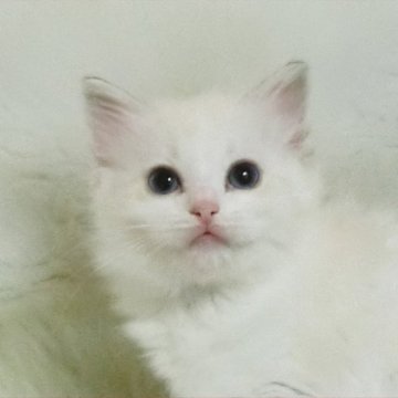 ラグドール【茨城県・女の子・2025年1月23日・シールリンクスポイントバイカラー】の写真「愛らしい女の子」