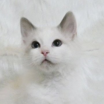 ラグドール【茨城県・男の子・2025年1月24日・ブルーポイントバイカラー】の写真「愛らしい男の子です。」